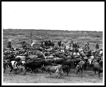 cattle bunching
